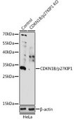 Anti- CDKN1B/p27KIP1 antibody produced in rabbit