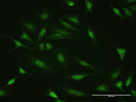 Anti-PTTG2 antibody produced in rabbit purified immunoglobulin, buffered aqueous solution