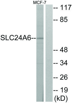 Anti-SLC24A6, C-Terminal antibody produced in rabbit affinity isolated antibody