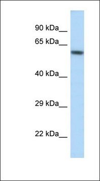 Anti-KCNJ3 antibody produced in rabbit affinity isolated antibody