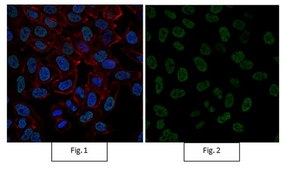 Anti-acetyl-Histone H4 Antibody, Alexa Fluor™ 488 Conjugate from rabbit, ALEXA FLUOR™ 488