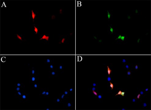 Anti-LbCas12a (Cpf1) antibody, Mouse monoclonal clone LbCpf1, purified from hybridoma cell culture