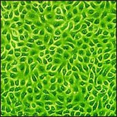 Bovine Endometrial Epithelial Cells: BEnEpC (Cryovial)