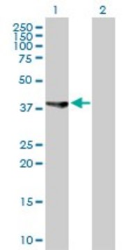 Anti-ASRGL1 antibody produced in rabbit purified immunoglobulin, buffered aqueous solution