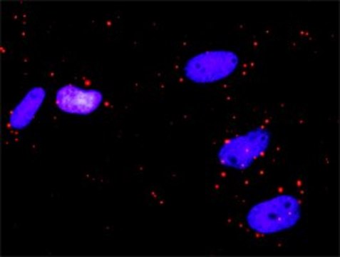 Anti-RALBP1 antibody produced in rabbit purified immunoglobulin, buffered aqueous solution