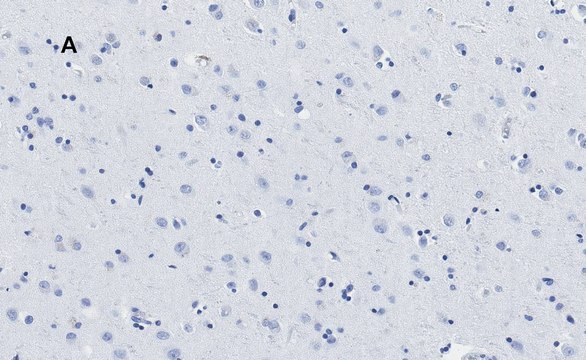 Anti-APP Antibody, clone 5D16, ZooMAb&#174; Rabbit Monoclonal recombinant, expressed in HEK 293 cells