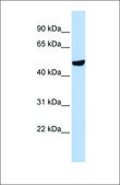 Anti-SEPT11 antibody produced in rabbit affinity isolated antibody