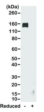 Anti-Rabbit IgG Fc-Biotin antibody, Goat monoclonal recombinant, expressed in HEK 293 cells, clone RMG02, purified immunoglobulin