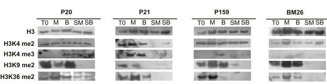 Anti-trimethyl-Histone H3 (Lys4) Antibody, clone MC315, rabbit monoclonal culture supernatant, clone MC315, Upstate&#174;