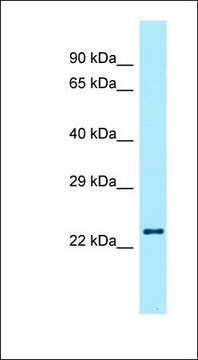 Anti-RLN2 antibody produced in rabbit affinity isolated antibody