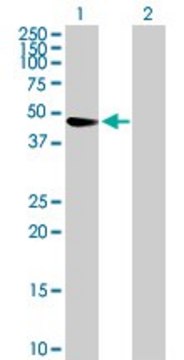 Anti-TRIM47 antibody produced in mouse purified immunoglobulin, buffered aqueous solution