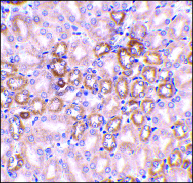 抗 Nephrin 兔抗 affinity isolated antibody, buffered aqueous solution