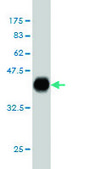 Monoclonal Anti-PAX2 antibody produced in mouse clone 3C7, purified immunoglobulin, buffered aqueous solution