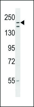 ANTI-RNF160 (CENTER) antibody produced in rabbit affinity isolated antibody, buffered aqueous solution