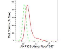 KD-Validated Anti ANP32B Antibody, clone 23GB3650, Rabbit Monoclonal clone 23GB3650, recombinant rabbit monoclonal, expressed in HEK293 cells