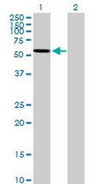 Anti-ARSA Mouse pAb liquid, Calbiochem&#174;