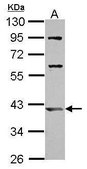 Anti-ARL13B antibody produced in rabbit affinity isolated antibody, buffered aqueous solution