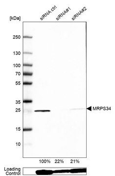 抗-MRPS34 兔抗 Prestige Antibodies&#174; Powered by Atlas Antibodies, affinity isolated antibody, buffered aqueous glycerol solution