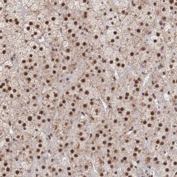 Anti-HTATSF1 antibody produced in rabbit Prestige Antibodies&#174; Powered by Atlas Antibodies, affinity isolated antibody, buffered aqueous glycerol solution