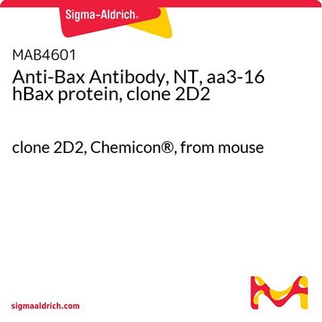 Anti-Bax Antibody, NT, aa3-16 hBax protein, clone 2D2 clone 2D2, Chemicon&#174;, from mouse