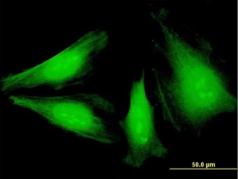 Monoclonal Anti-NEK6 antibody produced in mouse clone 3B5, purified immunoglobulin, buffered aqueous solution