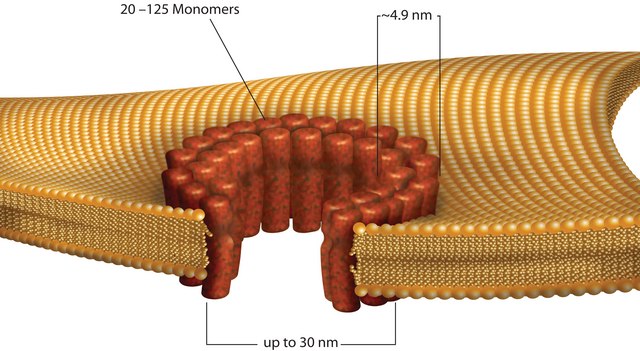 链球菌溶血素O 来源于化脓链球菌 &#8805;1,000,000&#160;units/mg protein, recombinant, lyophilized powder, expressed in E. coli 