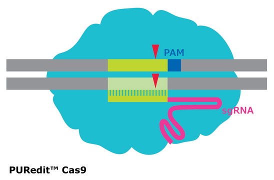 PURedit&#174; Cas9 Protein from Streptococcus pyogenes, recombinant, expressed in E. coli, 3X NLS