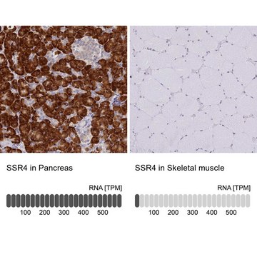 Anti-SSR4 antibody produced in rabbit affinity isolated antibody, buffered aqueous glycerol solution