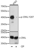 Anti-Phospho-CRKL-Y207 antibody produced in rabbit