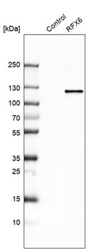 抗-RFX6 兔抗 Prestige Antibodies&#174; Powered by Atlas Antibodies, affinity isolated antibody, buffered aqueous glycerol solution