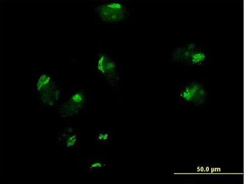 Anti-GOSR1 antibody produced in mouse IgG fraction of antiserum, buffered aqueous solution