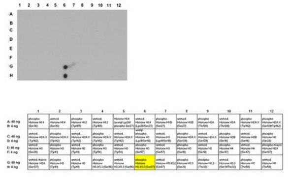 Anti-phospho Histone H3.1/H3.2 Antibody (Ser87) from rabbit, purified by affinity chromatography