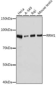 Anti-RRM1 Antibody, clone 4P4U1, Rabbit Monoclonal