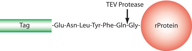 TEV Protease