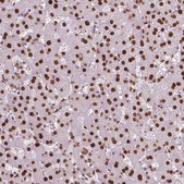 Anti-NUCKS1 antibody produced in rabbit Prestige Antibodies® Powered by Atlas Antibodies, affinity isolated antibody, buffered aqueous glycerol solution