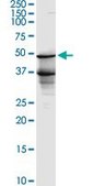 Monoclonal Anti-BLNK antibody produced in mouse clone 1D7, purified immunoglobulin, buffered aqueous solution