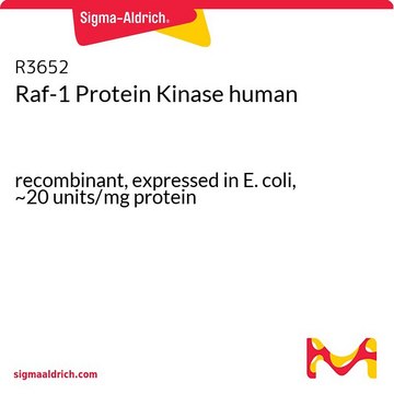 Raf-1 Protein Kinase human recombinant, expressed in E. coli, ~20&#160;units/mg protein