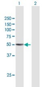 Anti-TGFB2 antibody produced in mouse purified immunoglobulin, buffered aqueous solution