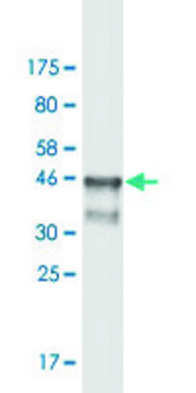 Monoclonal Anti-ARNT, (N-terminal) antibody produced in mouse clone 1F12, purified immunoglobulin, buffered aqueous solution