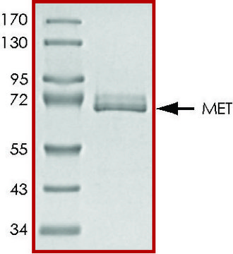 MET (958-end), active, GST tagged from rat PRECISIO&#174; Kinase, recombinant, expressed in baculovirus infected Sf9 cells, &#8805;70% (SDS-PAGE), buffered aqueous glycerol solution