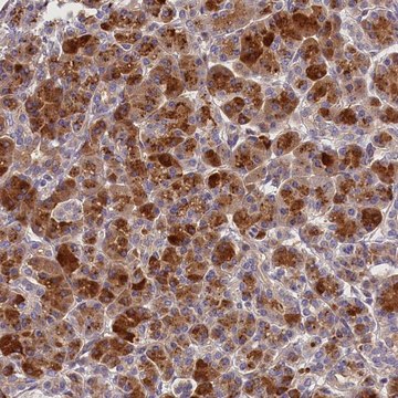 Anti-ARMC6 antibody produced in rabbit Prestige Antibodies&#174; Powered by Atlas Antibodies, affinity isolated antibody, buffered aqueous glycerol solution