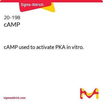 cAMP cAMP used to activate PKA in vitro.