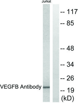 Anti-VEGFB antibody produced in rabbit affinity isolated antibody