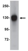 Anti-FAM120A Antibody from rabbit, purified by affinity chromatography