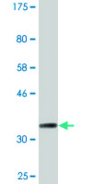 Monoclonal Anti-CKMT1B, (C-terminal) antibody produced in mouse clone 2C9, purified immunoglobulin, buffered aqueous solution