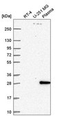 Anti-HOXD1 antibody produced in rabbit Prestige Antibodies® Powered by Atlas Antibodies, affinity isolated antibody