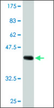 Monoclonal Anti-ARIH2 antibody produced in mouse clone 1C3, ascites fluid