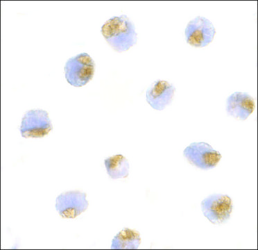 Anti-TLR1 (ab2) antibody produced in rabbit affinity isolated antibody, buffered aqueous solution