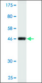 Monoclonal Anti-CD58 antibody produced in mouse clone 1B6-A11, ascites fluid
