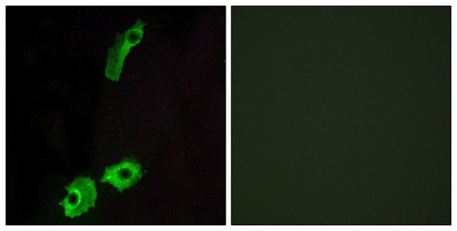 Anti-GPR151 antibody produced in rabbit affinity isolated antibody